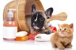 Pet Care Products